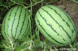 肝硬化吃瓜,肝硬化患者如何科学饮食