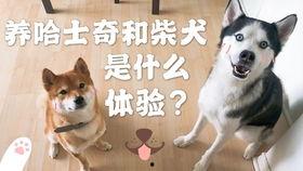 柴犬吵架人吃瓜,一场宠物界的“口水战”